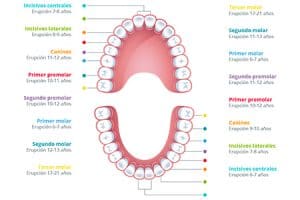 Dentición: Etapas Y Cuidados | Clínica Dental Ferrus & Bratos