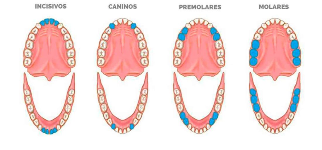 Nombres De Los Dientes: ¿cómo Se Llama Cada Uno? | Ferrus&Bratos