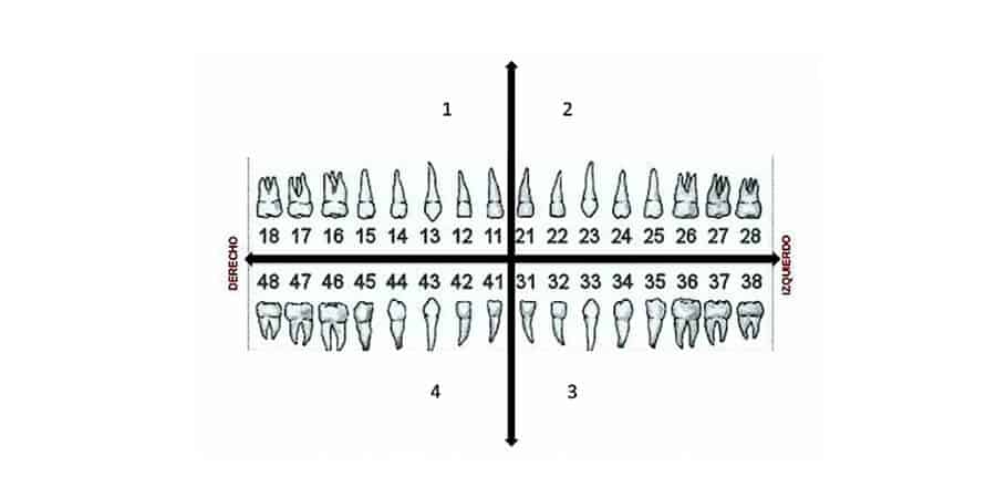 Las Piezas Dentales Tienen Su Propio Numero Ferrus Bratos